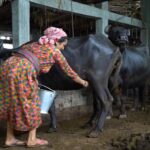 Expert Livestock Management for Nepali Farmers Our "Happy Buffalo" Methodology