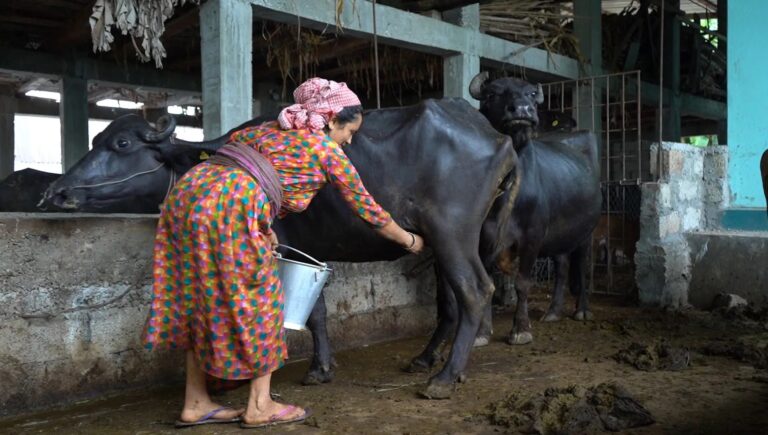 1 Litre Buffalo Milk Price in Nepal (2026 Guide)