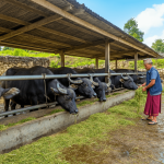 Indigenous Buffalo Breeds of Nepal: Lime, Parkote, Gaddi & Terai (2026)