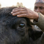 Krishi Himalaya: Leading the Revolution of Compassionate and Tech-Driven Krishi