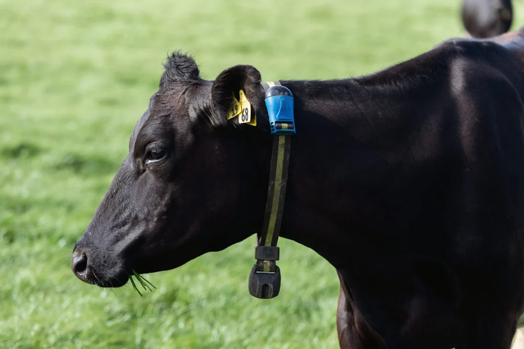 RFID & Smart Collars: How Wearable Tech is Changing Cattle Management