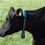 RFID & Smart Collars: How Wearable Tech is Changing Cattle Management