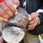 Foot and mouth disease in cattle symptoms