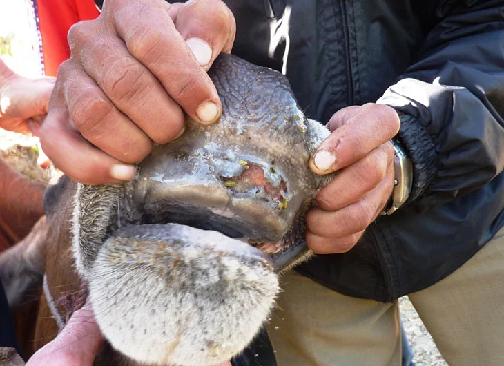 Foot and Mouth Disease in Cattle: Symptoms Farmers Should Notice