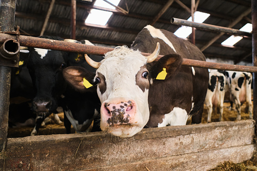 Beside the factors affecting price section to highlight technology integration